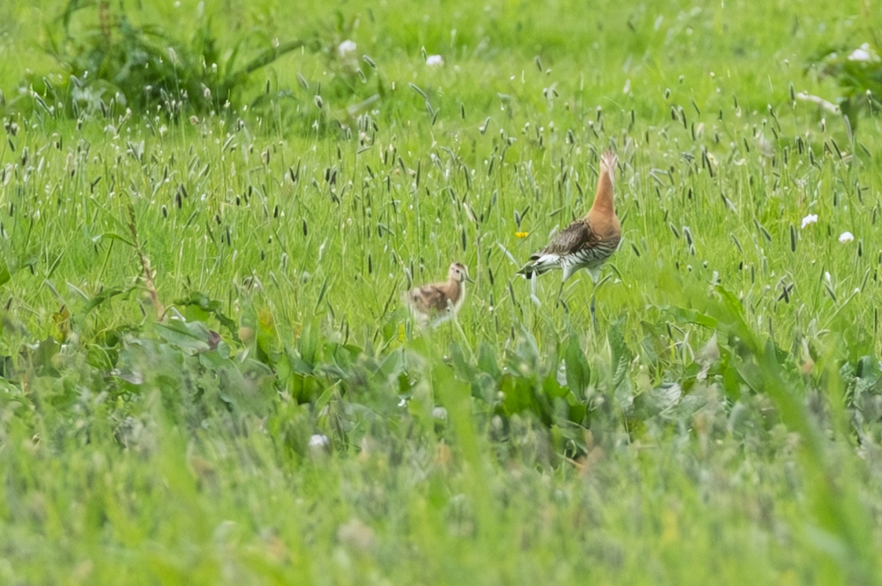 De eerste grutto- en kievitskuikens in polder Schieveen