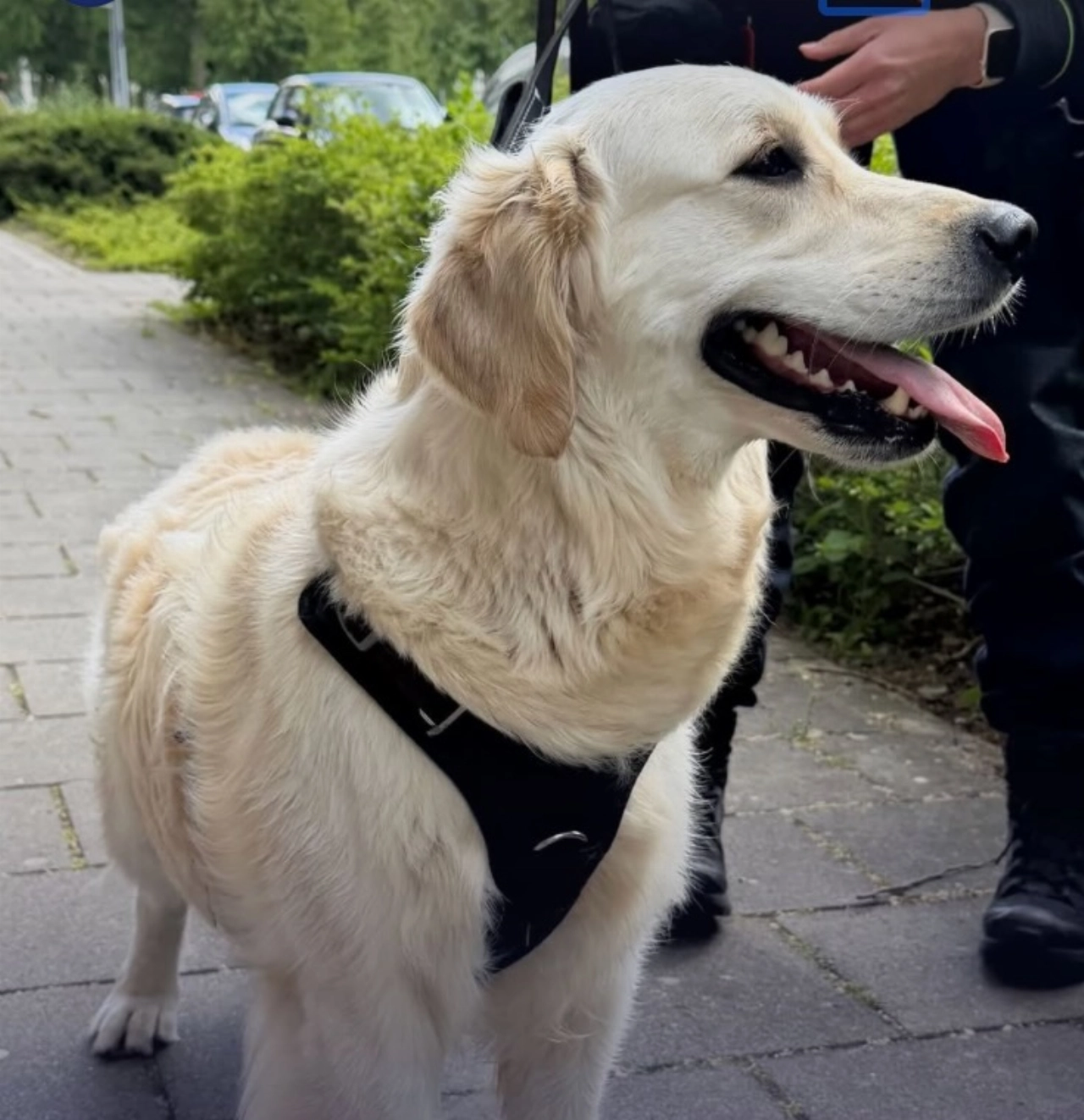 'Knapperd' liep politie tegen het lijf