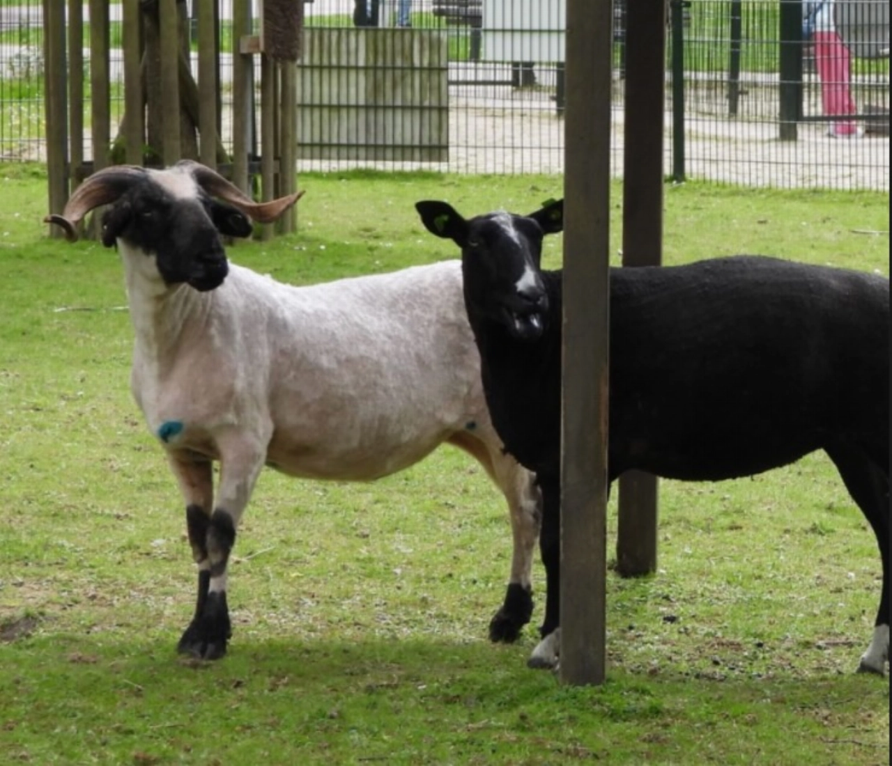 Assistent-beheerder kinderboerderij