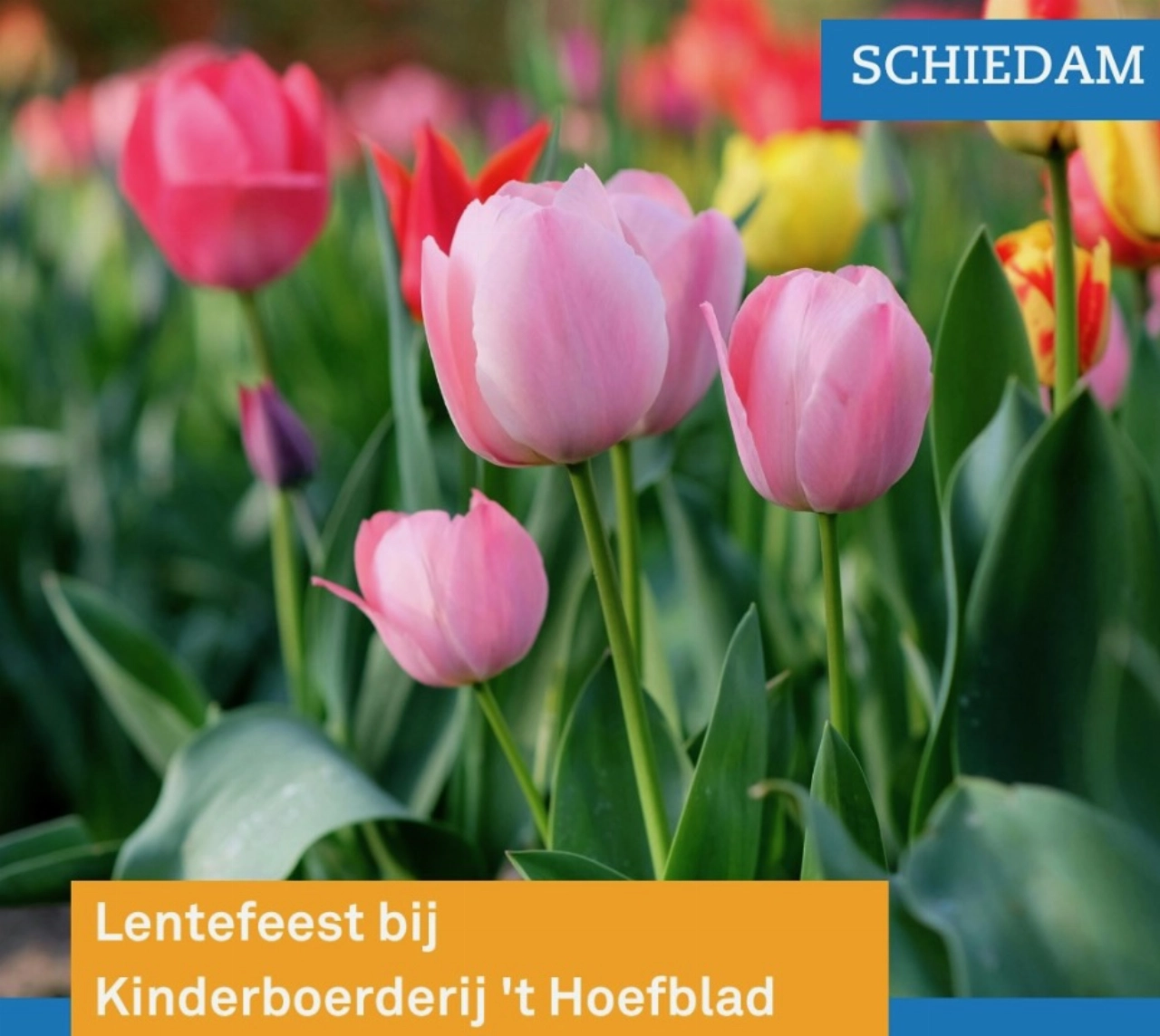 Lentefeest bij de kinderboerderij