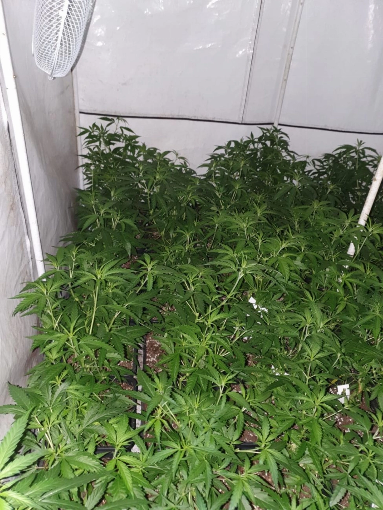 Wietplantage in Gorzen ontdekt