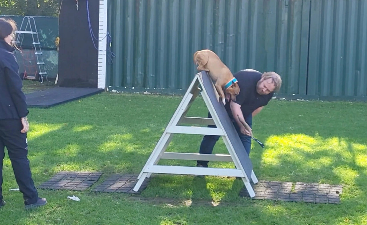 Sportdag bij Dog Training School