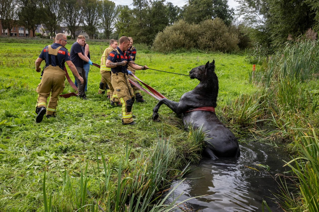 Brandweer redt paard uit moddersloot