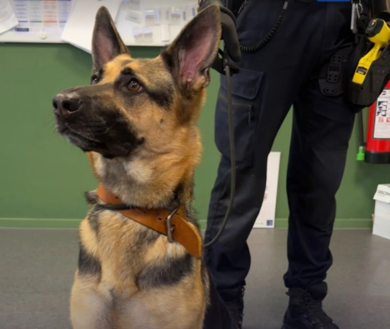 Politie zoekt eigenaar van herdershond