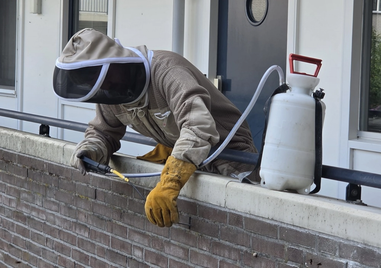 Imker ruimt nest Aziatische hoornaars in de Gorzen na tip bewoner