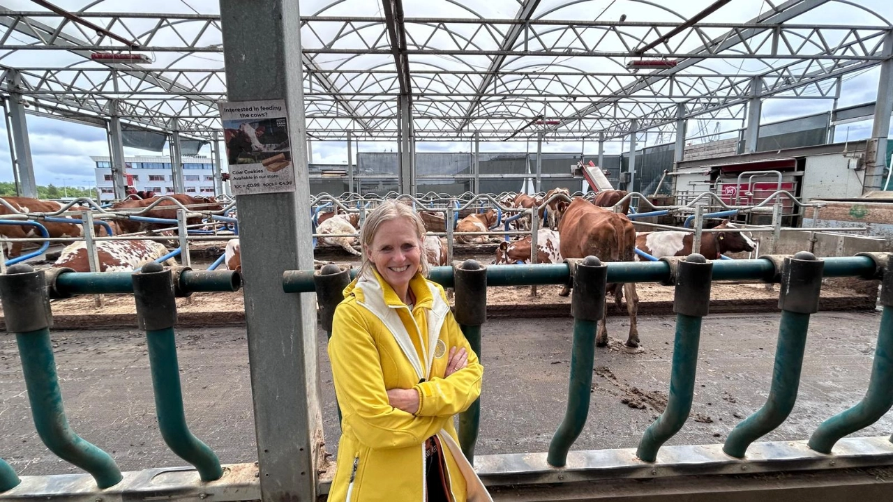 Koeien gaan weg bij drijvende boerderij, Floating Farm te koop
