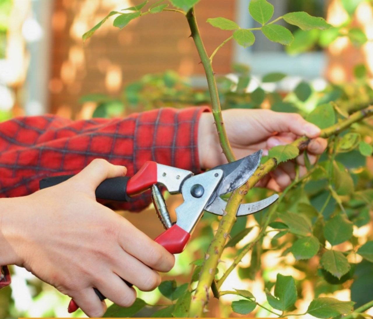 Snoeiroute op 30 oktober