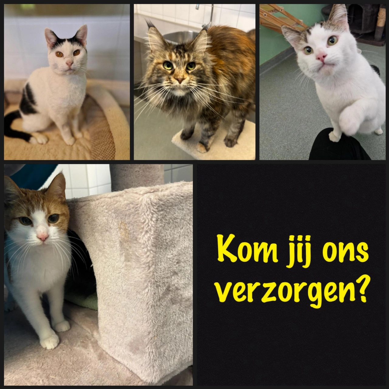 Dierenopvangcentrum: vrijwilliger gezocht voor de katten!