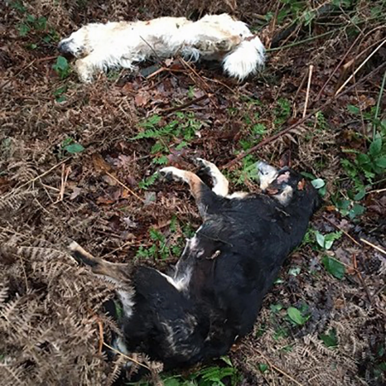 Twee dode honden gedumpt in Limburgse bossen