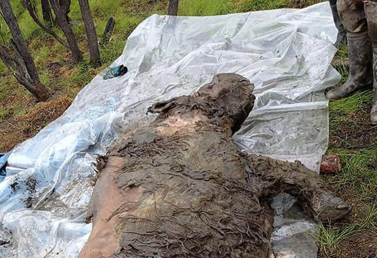 20.000 jaar oude wolharige neushoorn ontdekt in Siberië