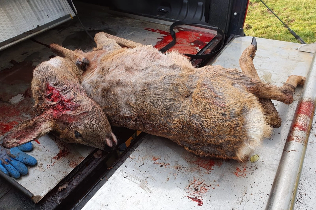 Loslopende honden richten slachtpartij aan in het bos