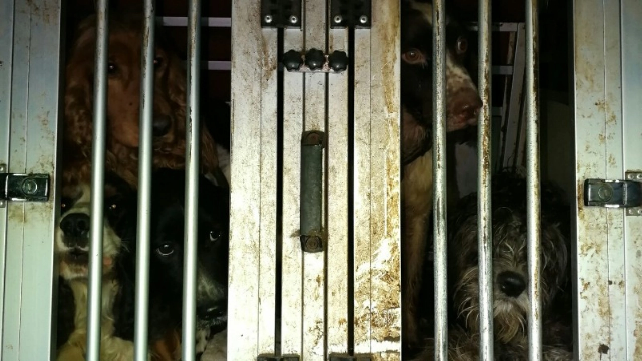 Politie neemt twee zwaar verwaarloosde honden in beslag