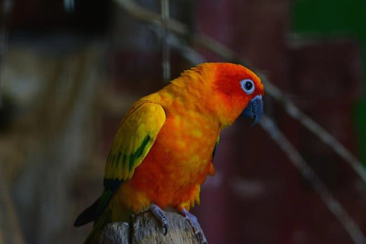 240 uur taakstraf voor handelaar in illegale exotische vogels