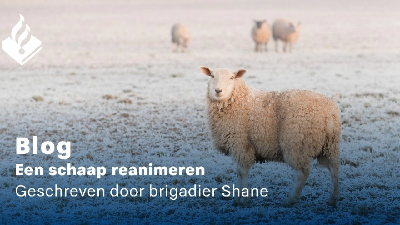 Blog: Een schaap reanimeren