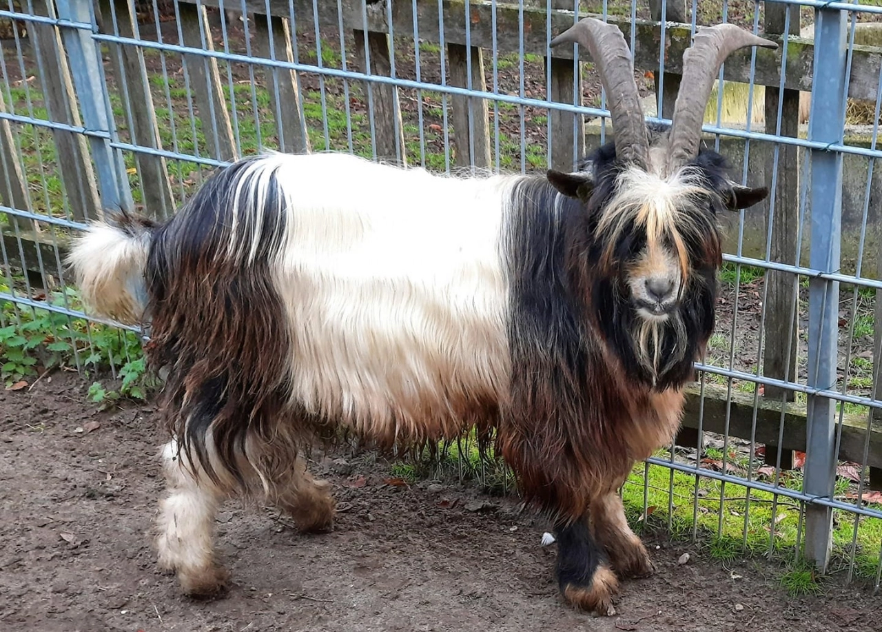 Bok in dierenpark dood nadat mensen slecht voedsel over het hek gooien