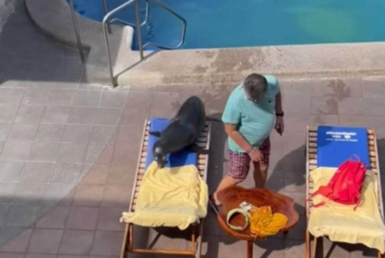 Hondsbrutale zeeleeuw steelt ligbedje van toerist