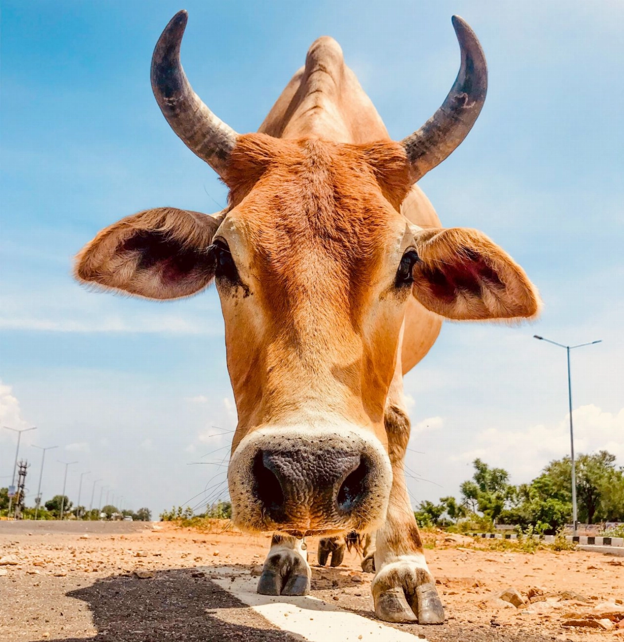 Losgebroken stier in de Achterhoek echt gevaarlijk!