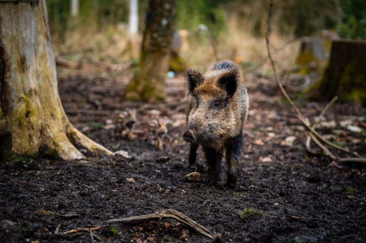 Zoekactie naar vermiste man op Veluwe afgebroken om wolven en everzwijnen