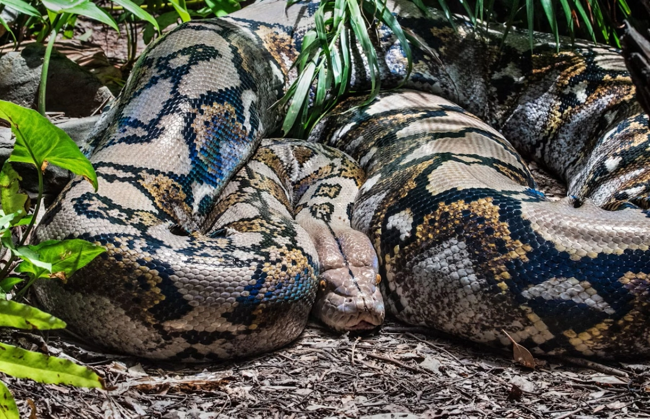 Vrouw (44) sterft na aanval van bijna acht meter lange python