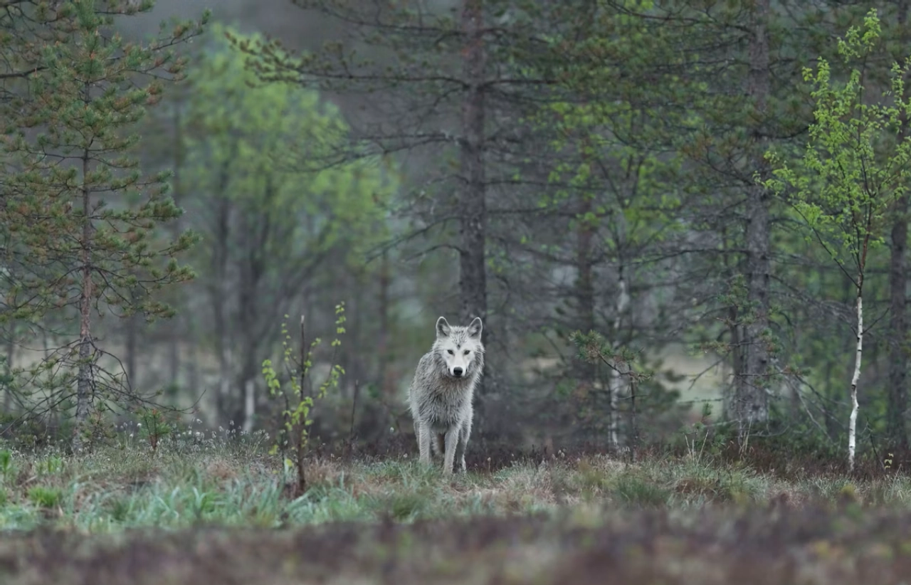 Zoekactie naar vermiste man op Veluwe afgebroken om wolven