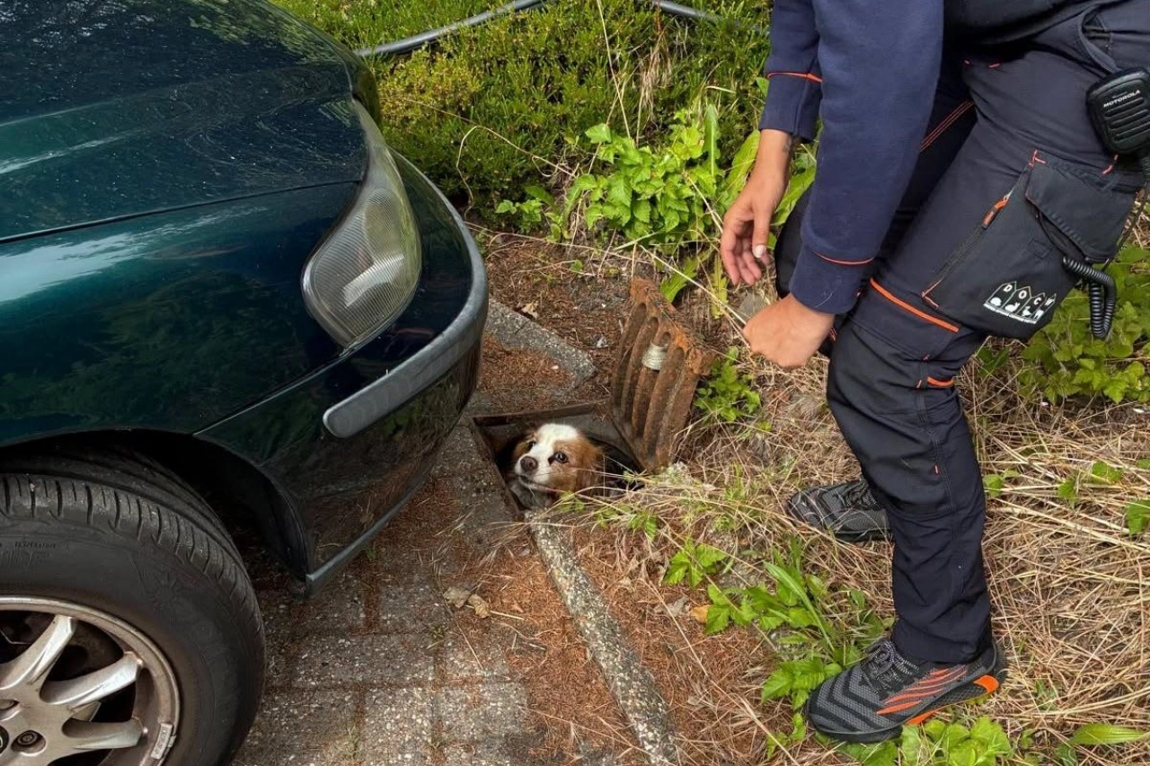 Vermiste hond levend teruggevonden in rioolput