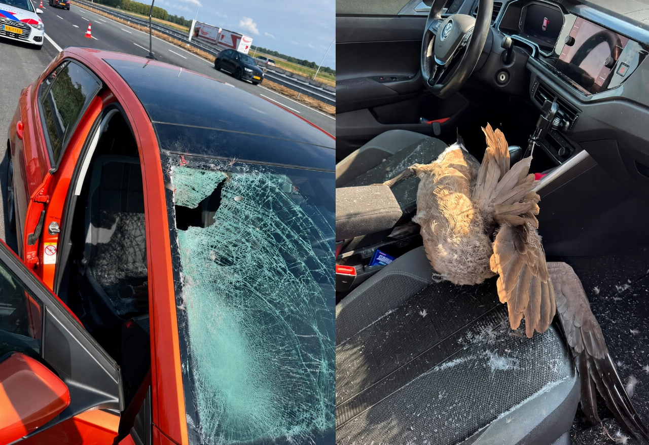 Gans vliegt door voorruit van auto tijdens rit over snelweg