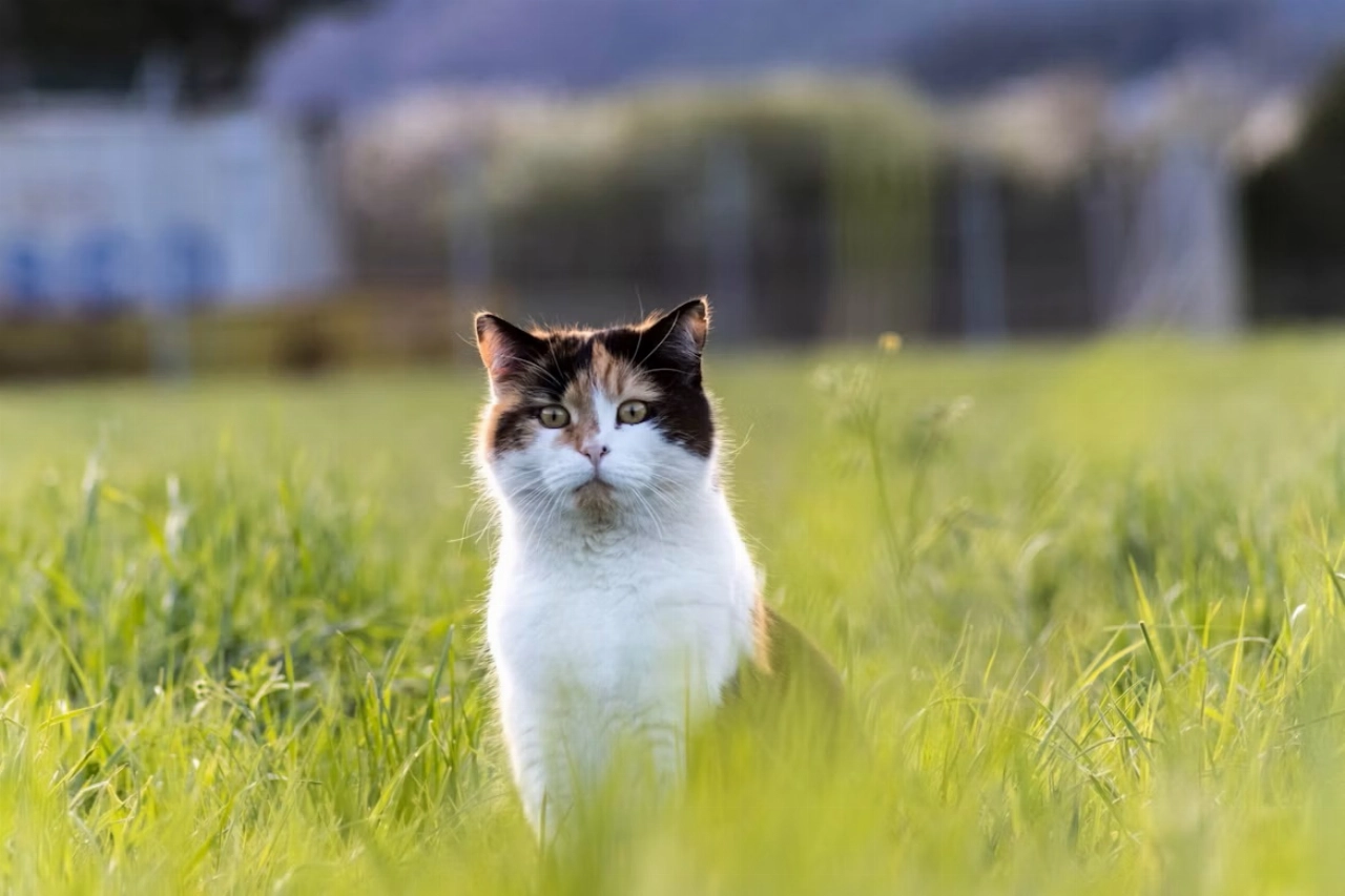 Provincie Overijssel wil zwerfkatten doodschieten, dierenbeschermingsorganisaties starten petitie