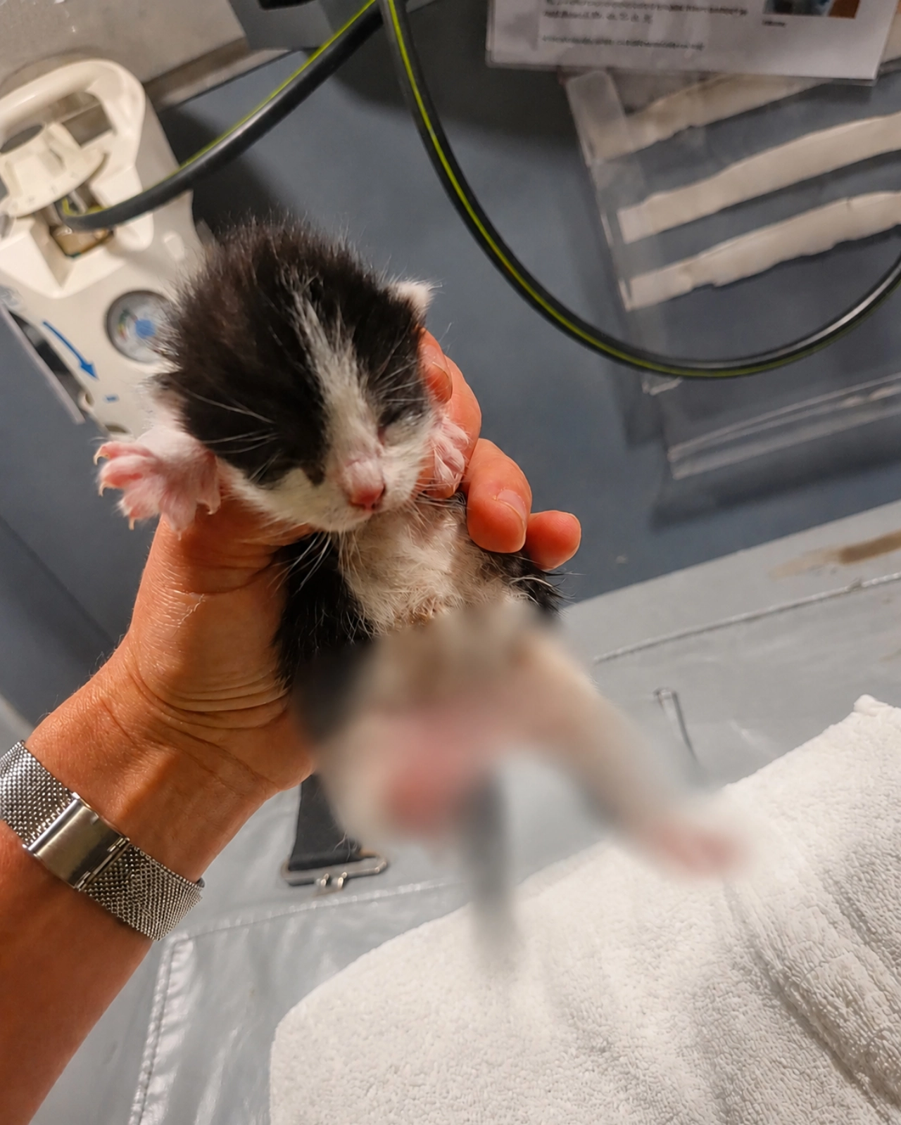 Twee pasgeboren kittens verminkt en gedumpt bij afvalcontainer in Amsterdam