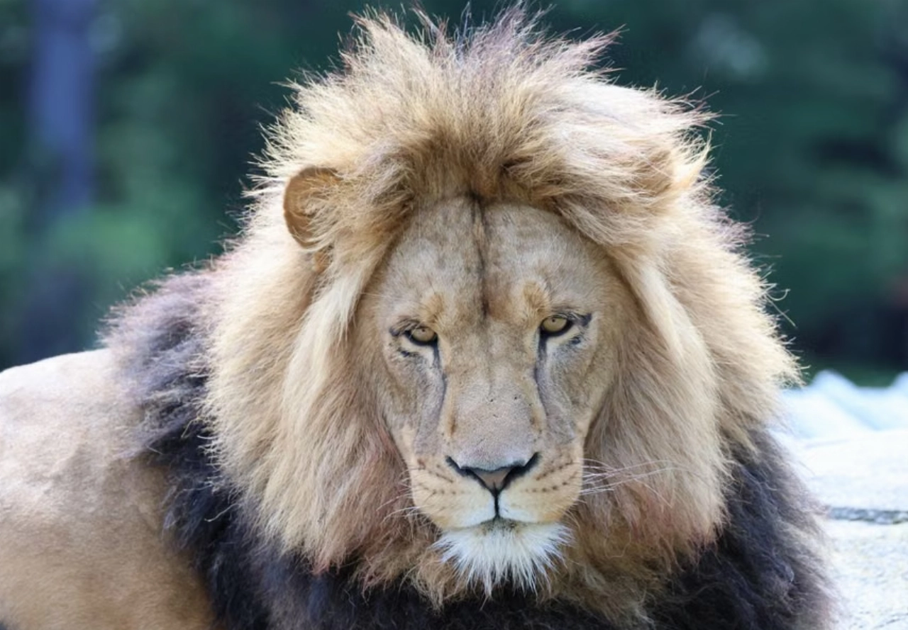 Nieuwe leeuw dierentuin onverwacht overleden