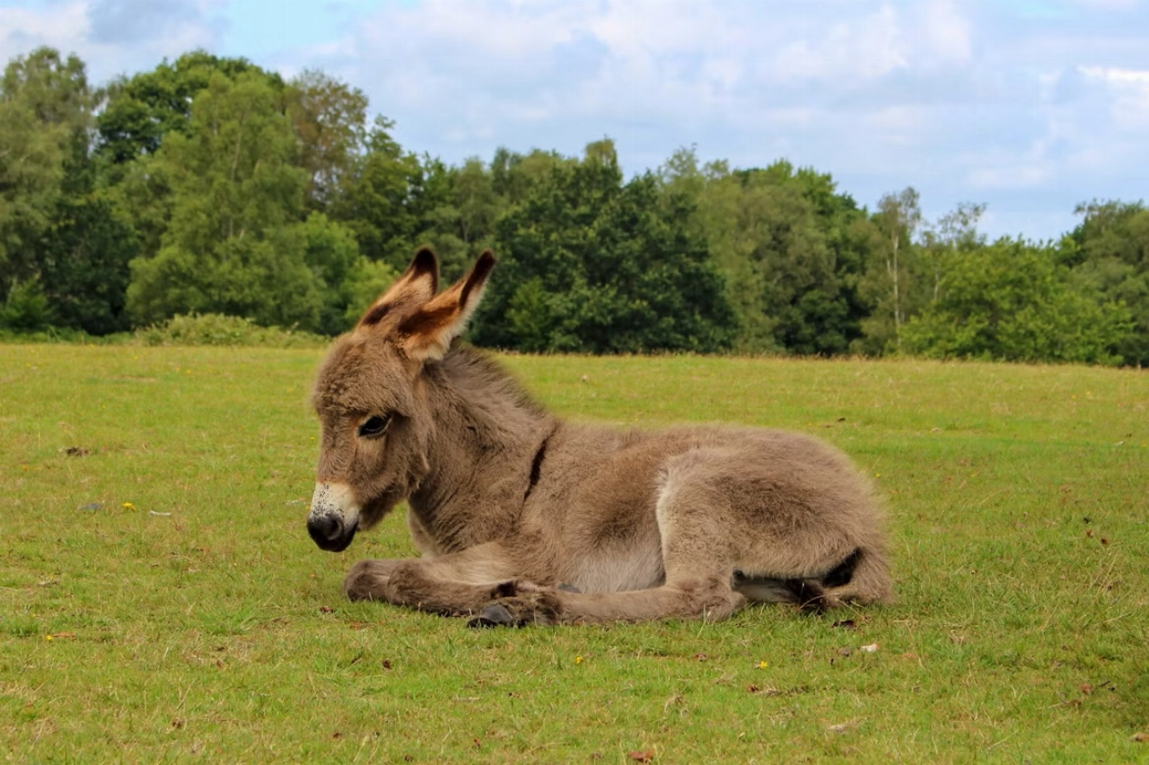 Vermist ezeltje van 2 weken oud doodgeschoten teruggevonden