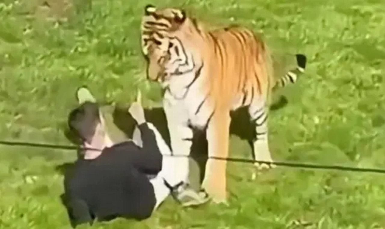 Man gedood door tijger nadat hij verblijf in Engels dierenpark binnengaat