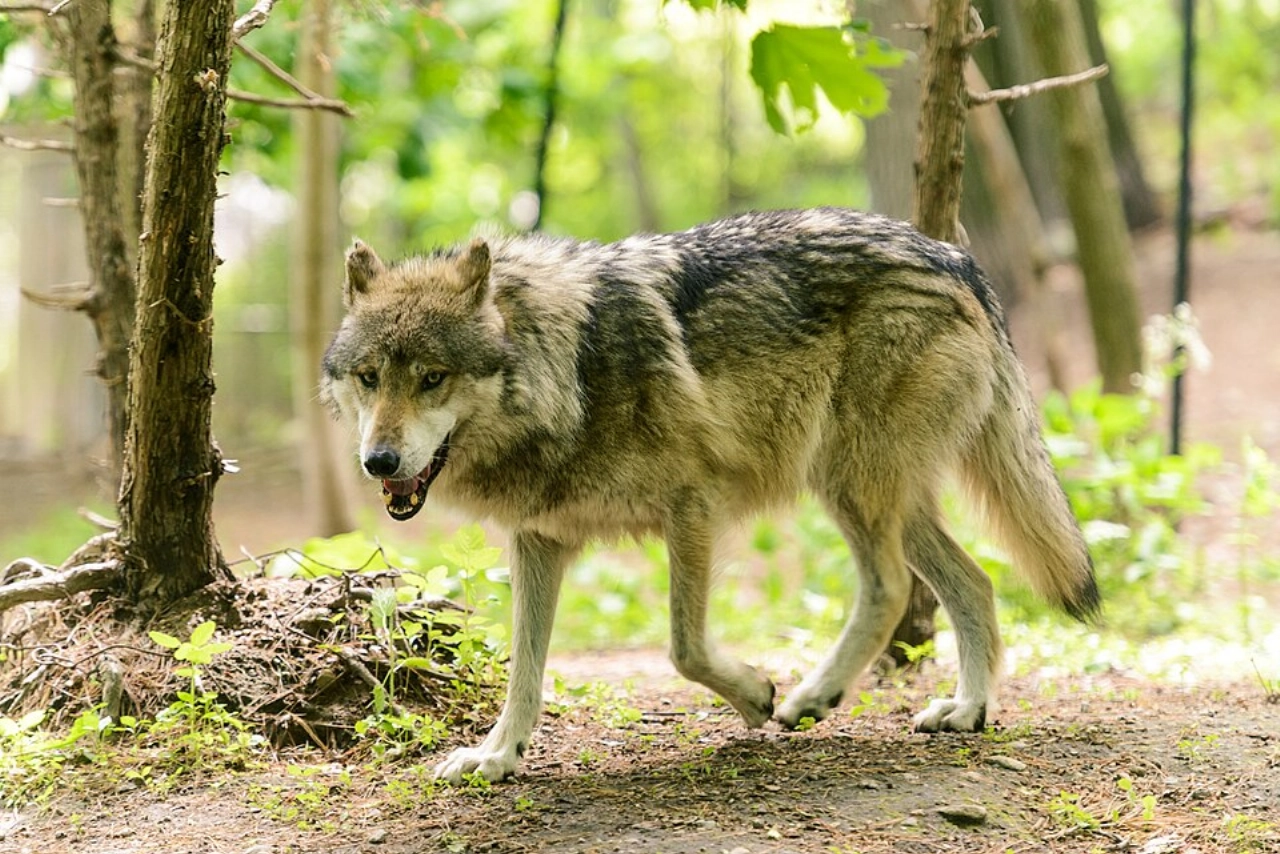 Meisje (8) zwaargewond na aanval van wolf in dierenpark