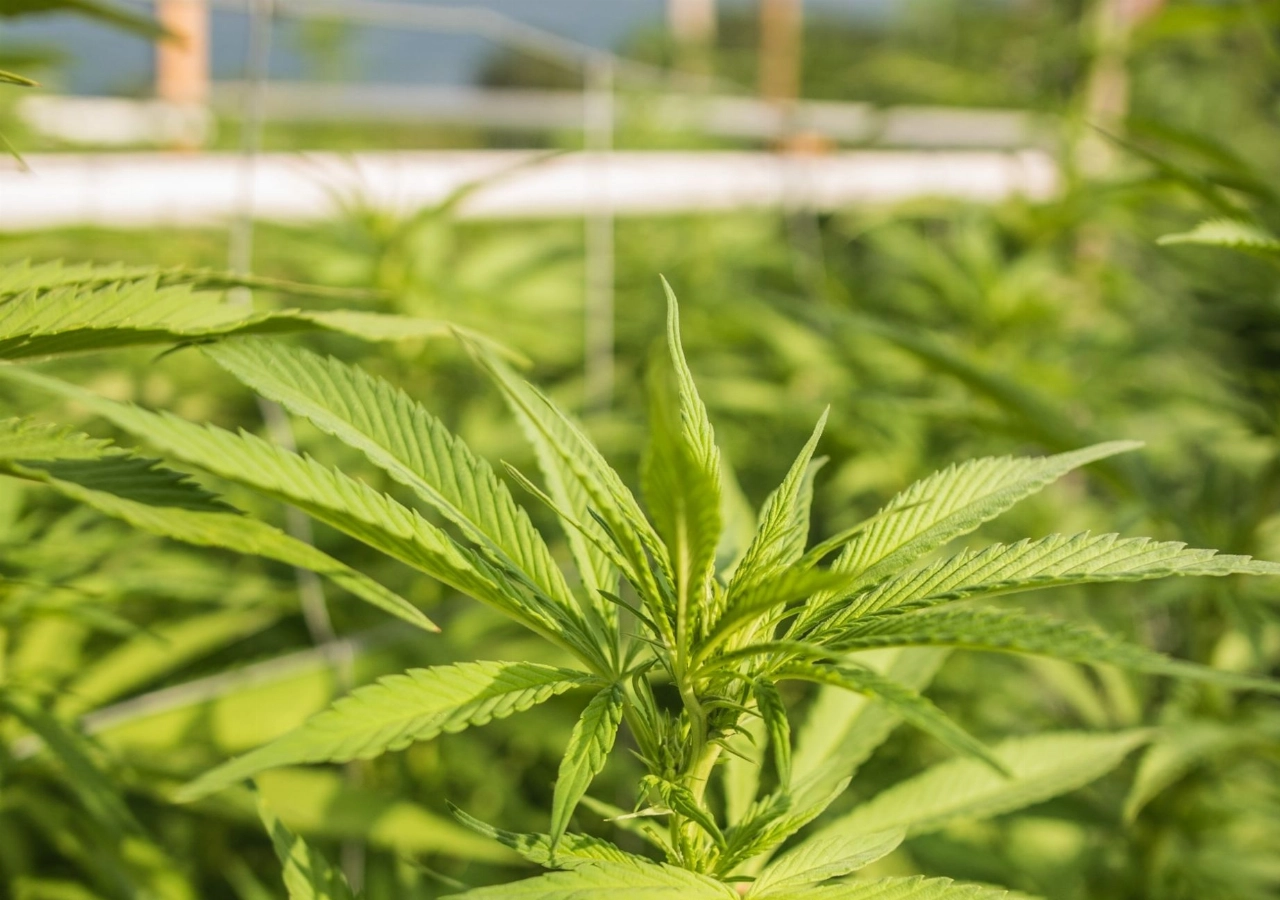 Hennepkwekerij ontdekt in bedrijfspand, 33-jarige man aangehouden