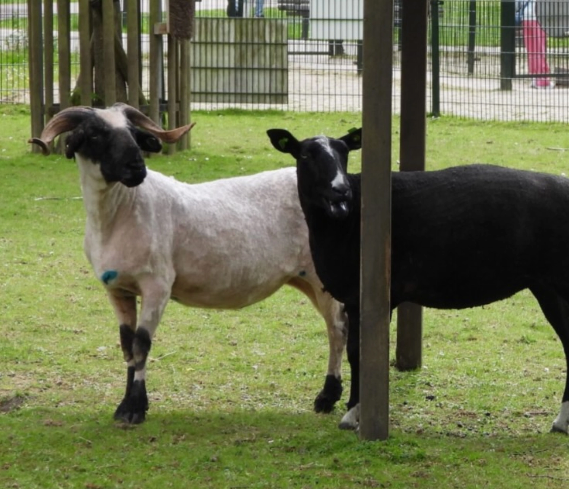 Assistent-beheerder kinderboerderij
