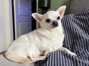 Wie heeft Chihuahua Hanky gezien?
