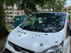 Flinke boomstronk valt dwars door autoruit