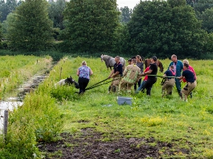 Brandweer redt paard uit de sloot