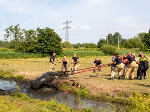 Paard in en weer uit de sloot