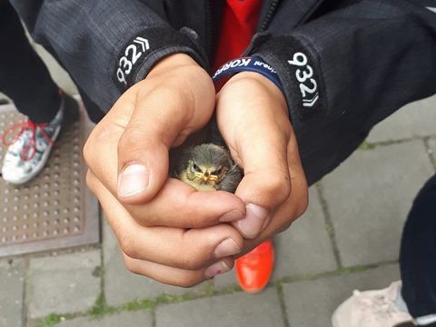 Kinderen redden samen met politie jong vogeltje