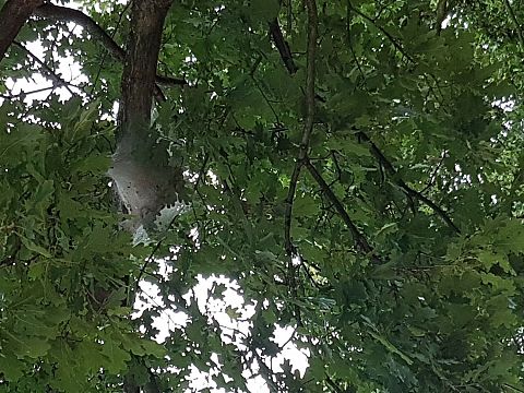 Nest processierupsen ontdekt