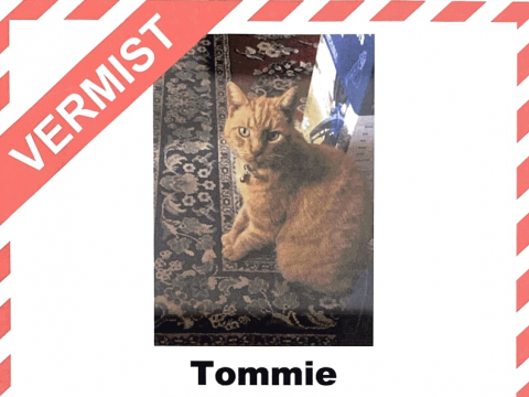 Wie heeft Tommie gezien?