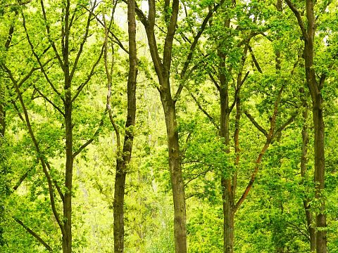 Raad wil groei van aantal bomen