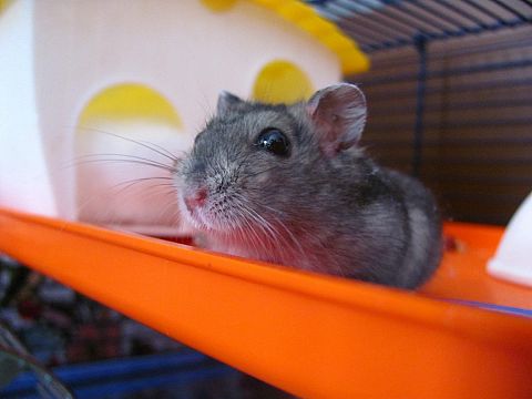 Hamsteren neemt af maar klussen neemt toe