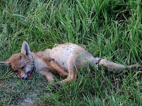 Dood vosje in Broekpolder gestorven aan longworm