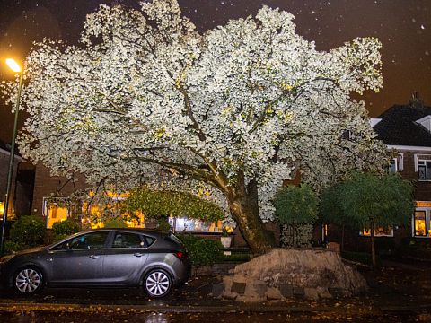 Bomen Prins Bernhardlaan ondergaan 'Biggenproef'