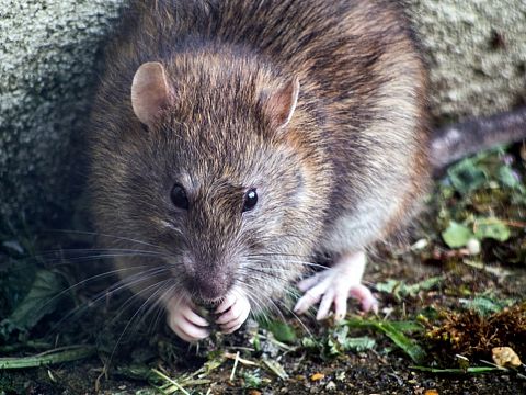 Rattenvallen gevaarlijk voor kinderen en huisdieren