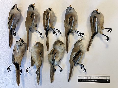 Vogels vliegen zich collectief te pletter tegen Vlaardings raam
