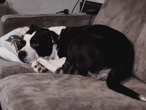 Hond vermist in de Hoevenbuurt