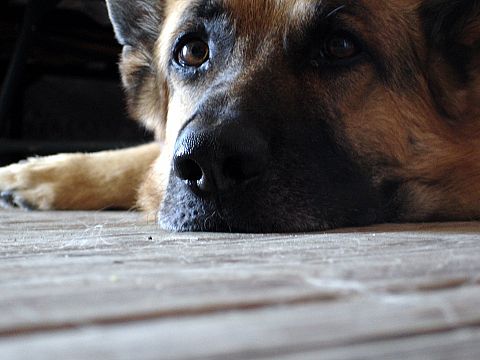Controle hondenbelasting in Vlaardingen