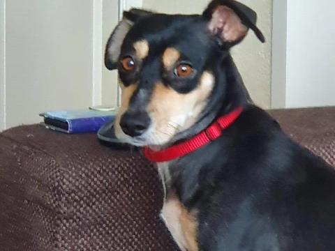 Hondje Catho uit Vlaardingen vermist